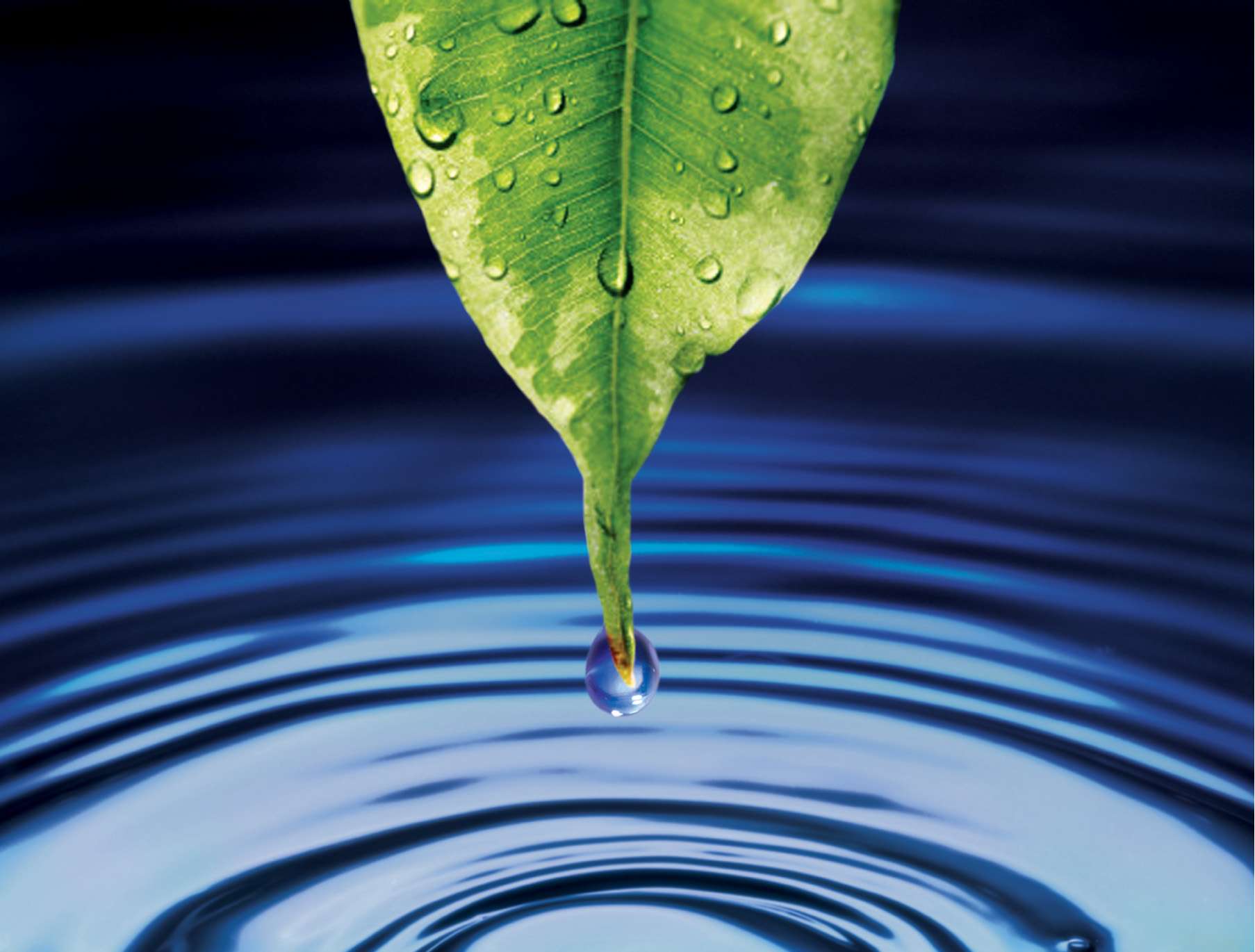 Water dropping from the leaf