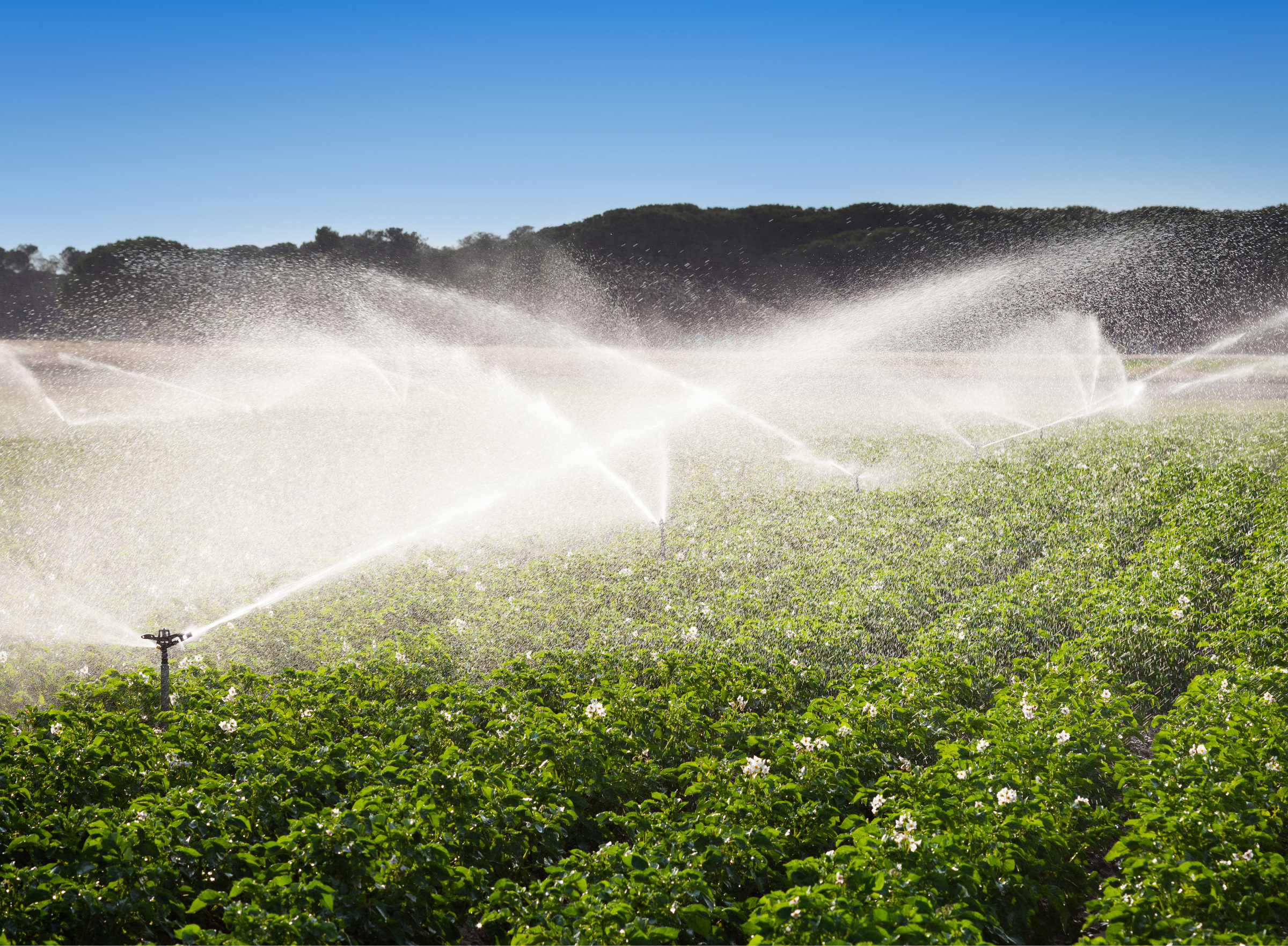 Irrigation in Field of growing potatoes